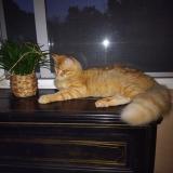 Foto del gato perdido en Cahors