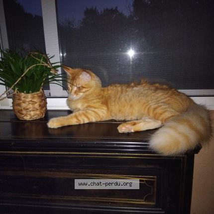 Foto 1/1 Willow Chat perdido en Cahors