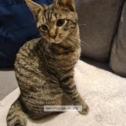 Foto 1/1 Calie Chat perdido en Chenee