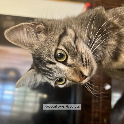 Foto 1/1 Gato encontrado Perdido en Ecatepec De Morelos
