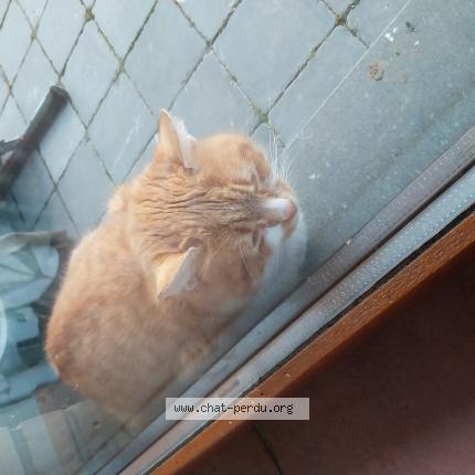 Foto 1/1 Gato encontrado Encontrado en Freux