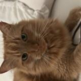 Foto del gato perdido en Vannes