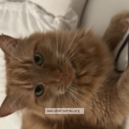 Foto 1/1 Simba Chat perdido en Vannes
