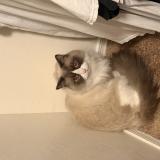 Foto del gato perdido en Tucson