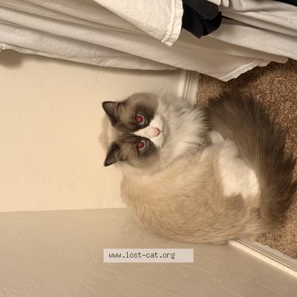 Foto 1/1 Mewtew Chat perdido en Tucson