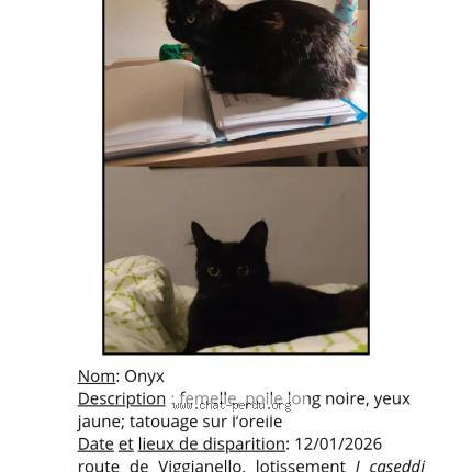 Foto 1/1 Onyx Chat perdido en Propriano