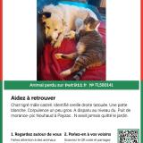 Foto del gato perdido en Payzac