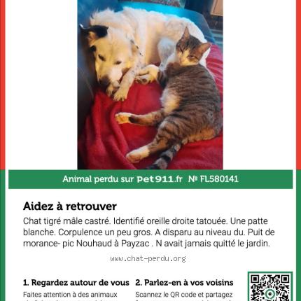 Foto 1/1 MOGWAIS Chat perdido en Payzac