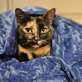 Foto de gato encontrado en Sartrouville