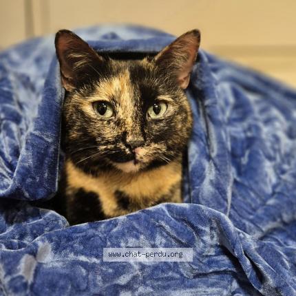 Foto 1/5 Gato encontrado Encontrado en Sartrouville