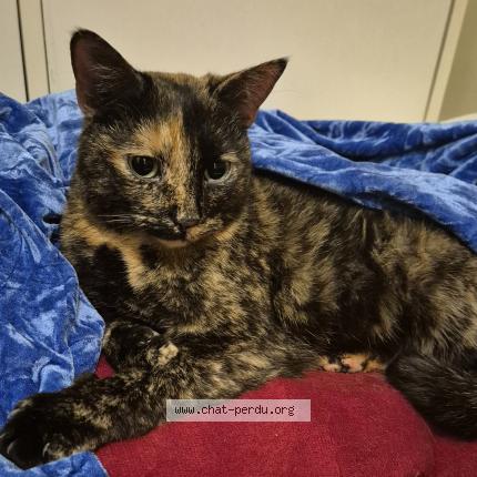 Foto 2/5 Gato encontrado Encontrado en Sartrouville