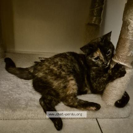 Foto 3/5 Gato encontrado Encontrado en Sartrouville