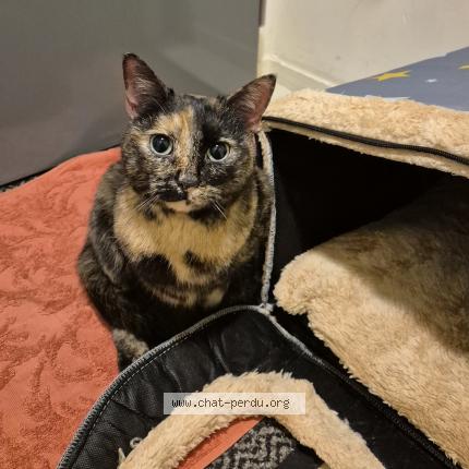 Foto 4/5 Gato encontrado Encontrado en Sartrouville