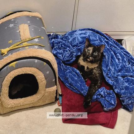 Foto 5/5 Gato encontrado Encontrado en Sartrouville