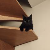 Foto del gato perdido en Lille