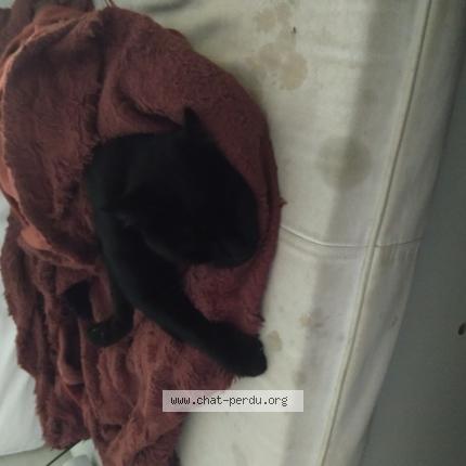 Foto 2/2 Suie Chat perdido en Lille