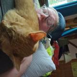 Foto del gato perdido en Ovid