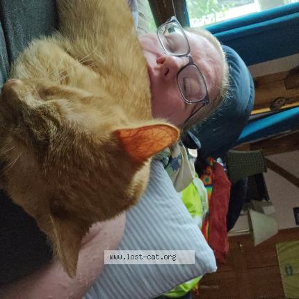 Foto 1/1 Parmesean Chat perdido en Ovid