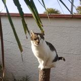 Foto del gato perdido en St Jean Du Falga