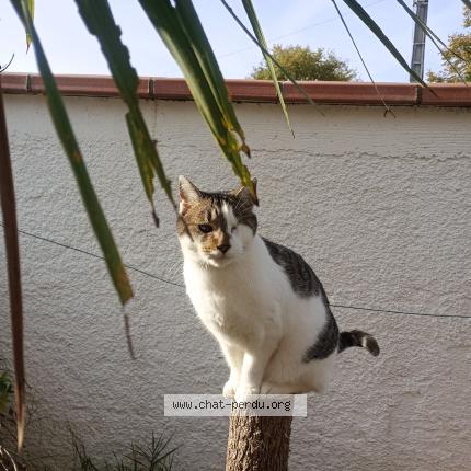 Foto 1/1 Easy Chat perdido en St jean du falga