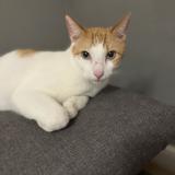 Foto del gato perdido en Acheres