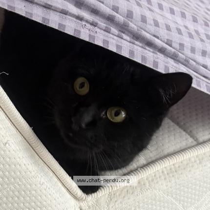 Foto 1/1 Uggy Chat perdido en Canisy