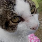 Foto del gato perdido en Mondevert