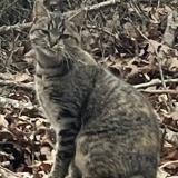 Foto de gato encontrado en Greensboro