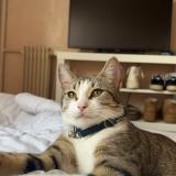 Foto del gato perdido en Varennes Sur Seine