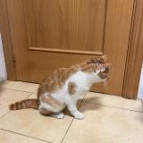 Foto de gato encontrado en Valladolid