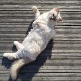 Foto del gato perdido en Trouville Sur Mer