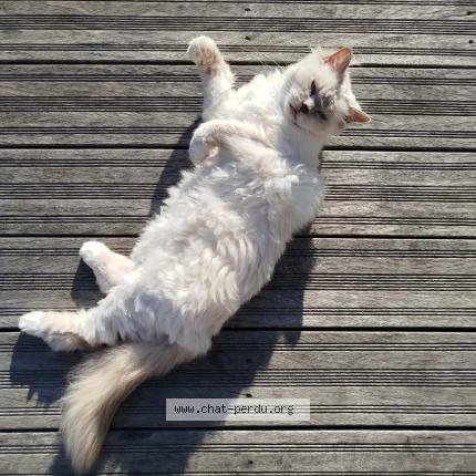 Foto 1/1 Mushu Chat perdido en Trouville sur mer