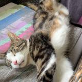 Foto del gato perdido en Montagny