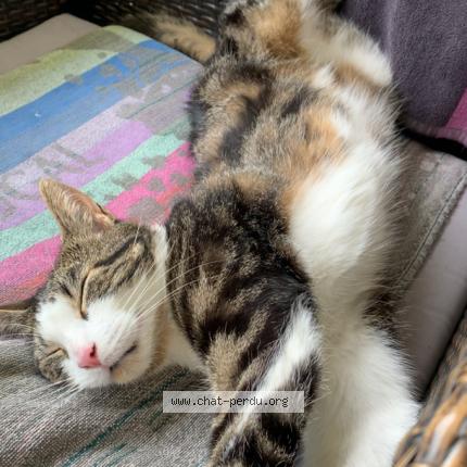 Foto 1/1 Pitaya Chat perdido en Montagny