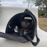 Foto del gato perdido en Orgeval