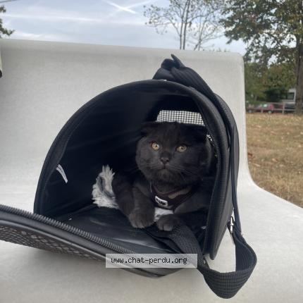 Foto 1/1 Simba Chat perdido en Orgeval