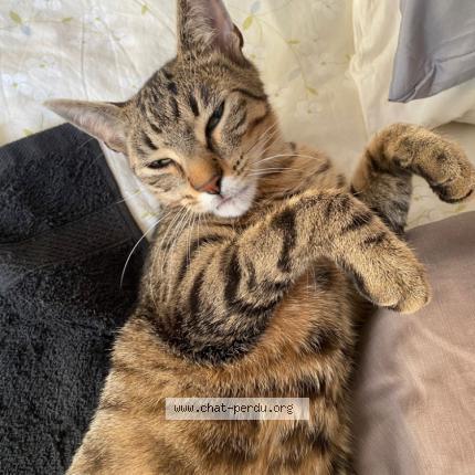 Foto 1/1 Roux Buhl Fabienne Chat perdido en Angers