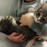 Foto del gato perdido en Le Faouet