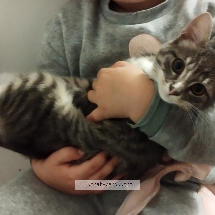 Foto 1/1 Jack Chat perdido en Le faouet