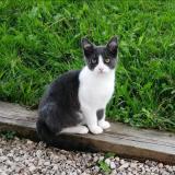 Foto del gato perdido en Artiguelouve