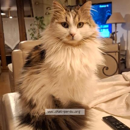 Foto 1/1 P’tit bonhomme Chat perdido en Villiers le morhier