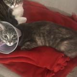 Foto del gato perdido en Vidauban