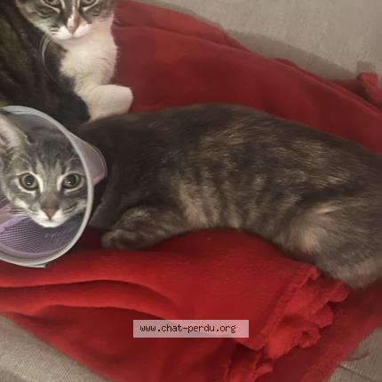 Foto 1/1 Siera Chat perdido en Vidauban