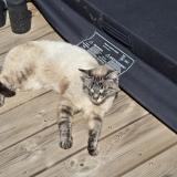 Foto del gato perdido en Gareoult