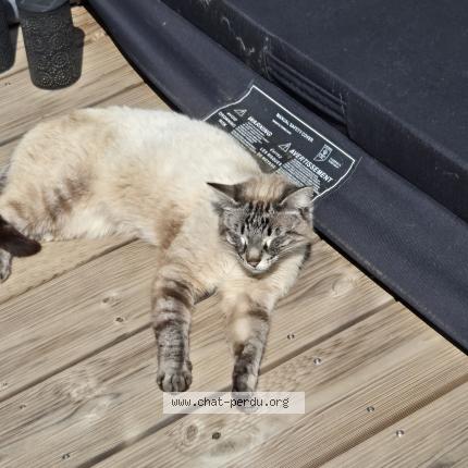 Foto 1/1 Coton Chat perdido en Gareoult