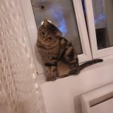 Foto del gato perdido en Mulhouse