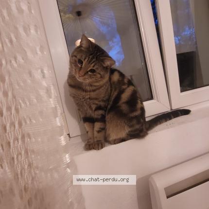 Foto 1/1 Riyad Kari Chat perdido en Mulhouse