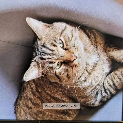 Foto 1/1 Suki Chat perdido en Monbonnot saint martin