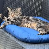 Foto del gato perdido en Salouel