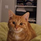 Foto del gato perdido en Albi